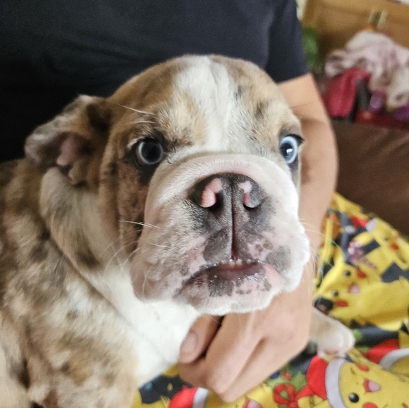 Meet your Posher, CoCo - Picture 2 of 4